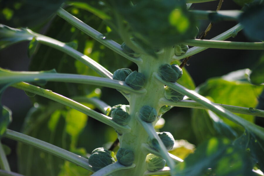 Spruiten uit de moestuin van Vanessa