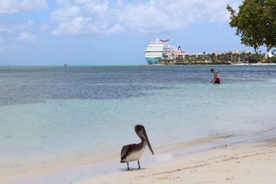 een pelikaan op het strand van aruba met op de achtergrond een cruise